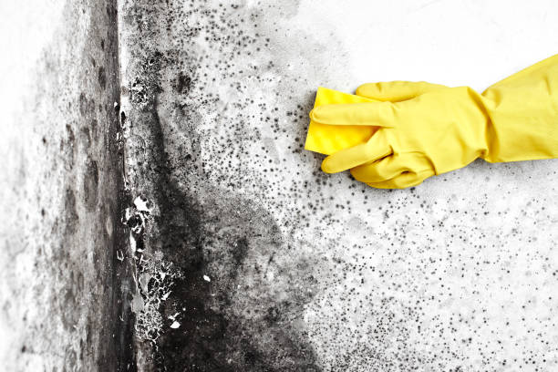 Best Insurance-Related Mold Remediation in Georgetown, CA