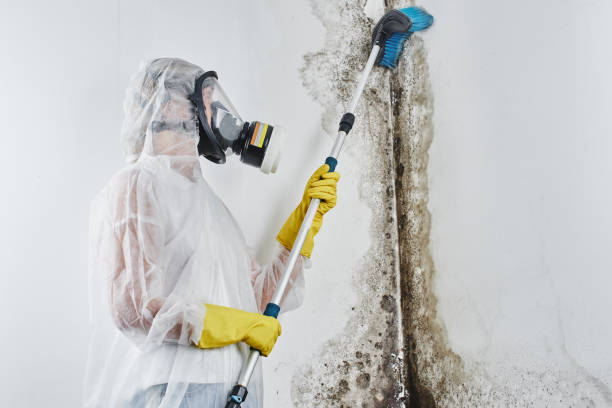 Best Commercial Mold Remediation in Georgetown, CA