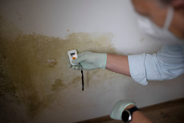 Best Health and Safety Mold Remediation in Georgetown, CA