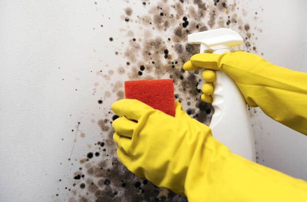 Best HVAC Mold Remediation in Georgetown, CA
