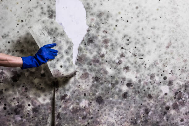 Best Post-Flood Mold Remediation in Georgetown, CA