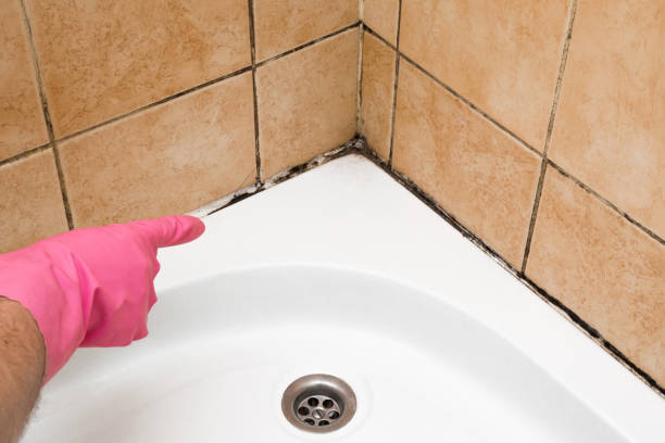 Best Residential Mold Remediation in Georgetown, CA